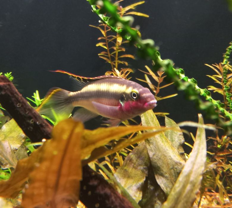 Barwniak Czerwonobrzuchy para z młodymi 8szt