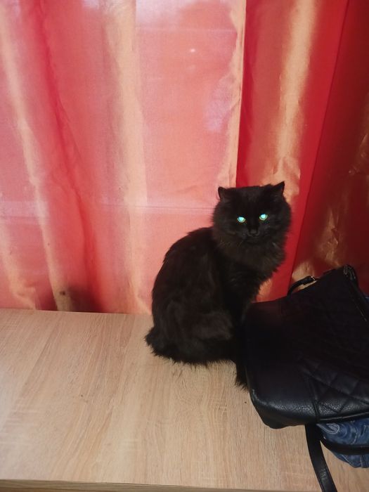 Oddam kotka po Ragdollu