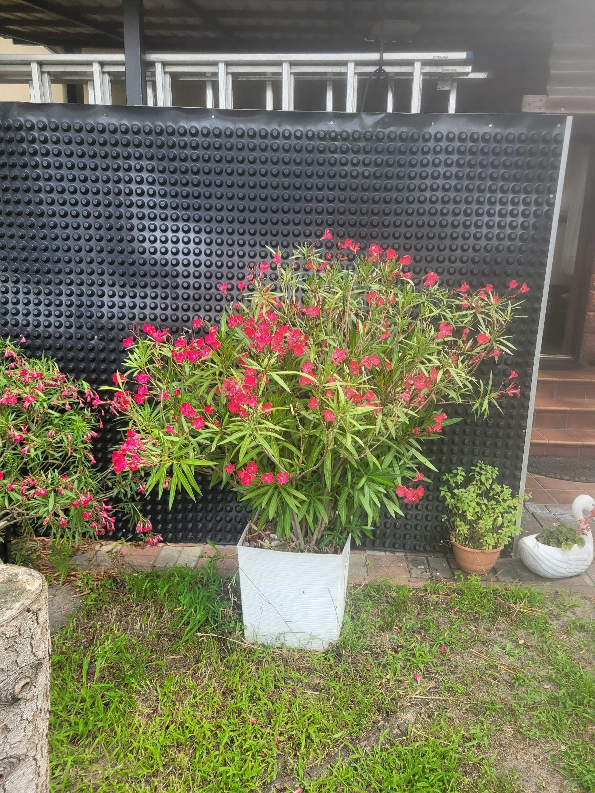 Krzew oleander warszawa falenica