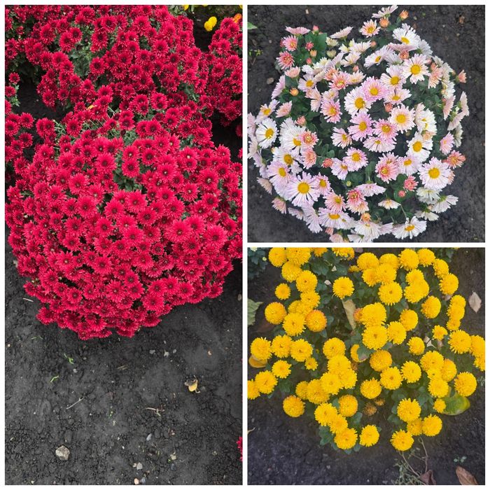 Хризантеми шаровидні