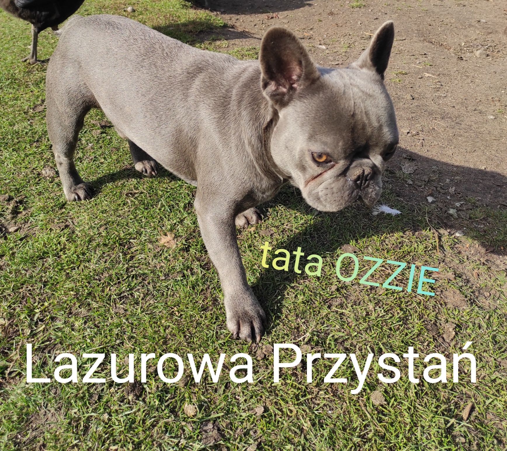 Buldog francuski blue, błękitny, niebieski, lilac