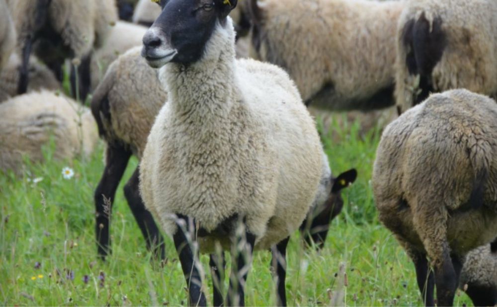 Продам вівці баранчики  ярки домашні