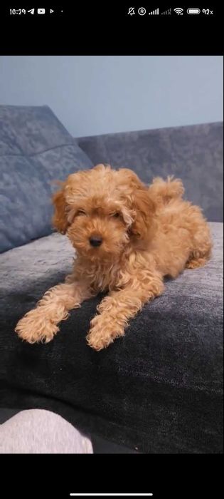 Той пудель дівченка