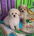 Malutki piesek maltipoo