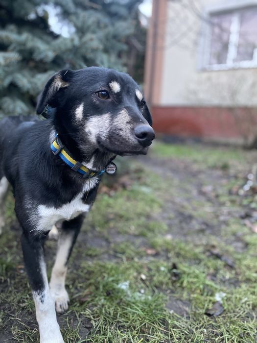 Відаю дівчинку з вакцинами 4 місяці «Альфа»