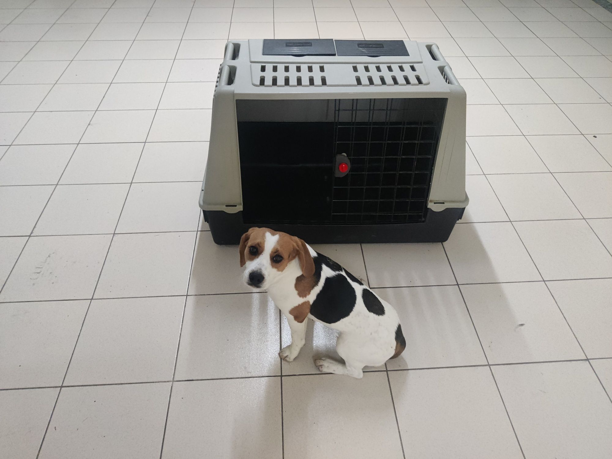 Casota de Cão para transporte