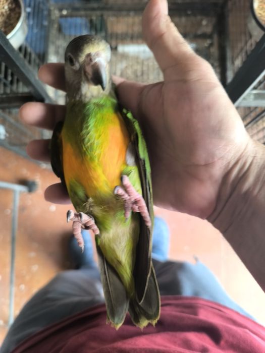 Papagaio do Senegal 2025