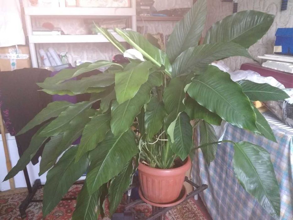 Спатифиллум. Крупные сорта.