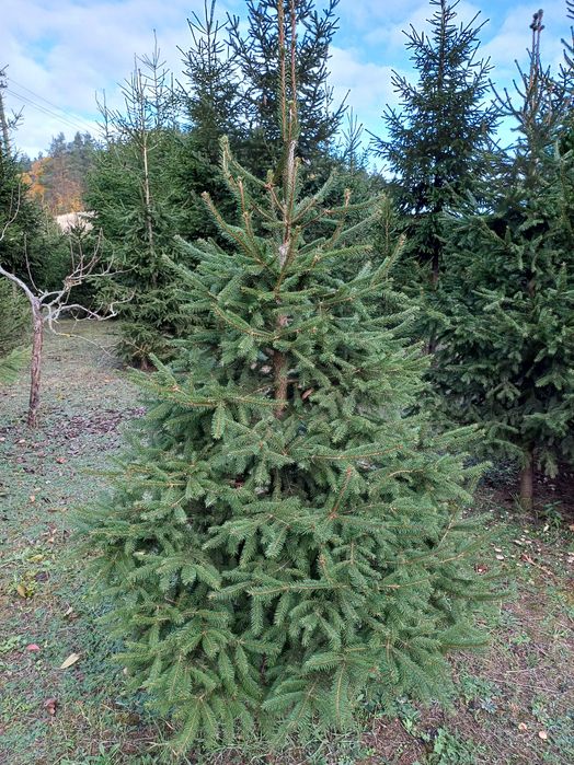 Choinki - Świerk Pospolity - Świerk Srebrny - Sosna Czarna