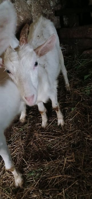 Козочка біла  8міс кітна