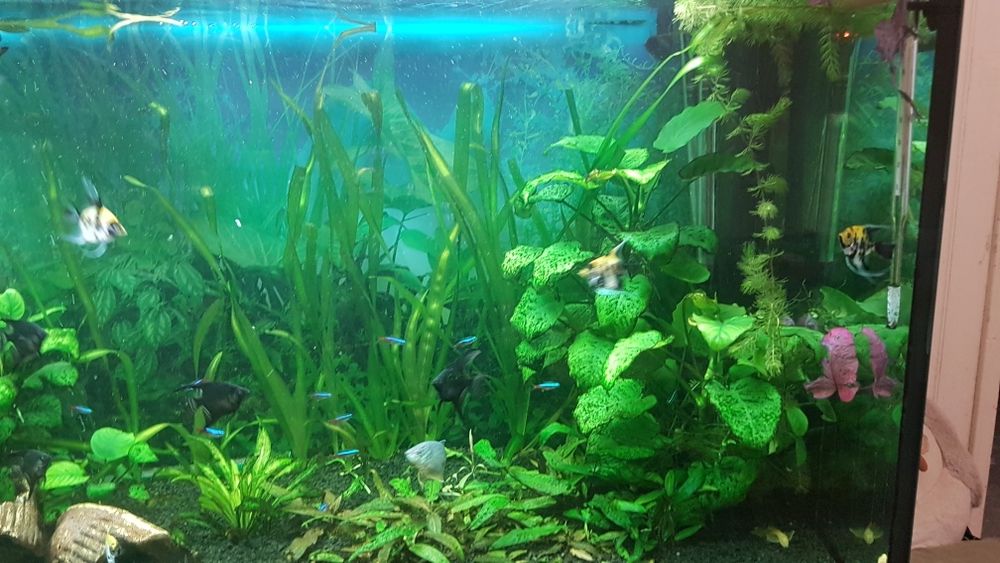 Продам акваріум .