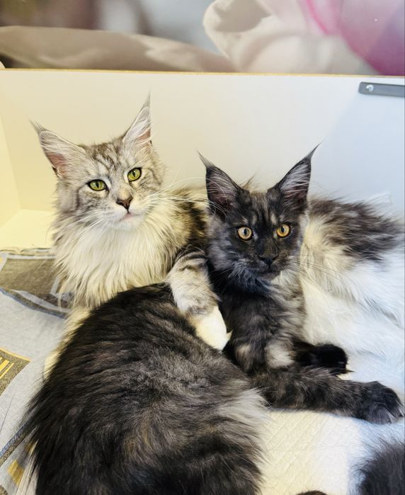 кошенята мейн- кун