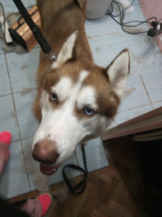 Стрижка собак Одесса