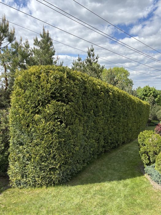 Przycinanie żywopłotów, tuj, krzewów