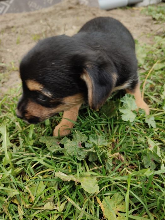 Oddam suczkę za darmo