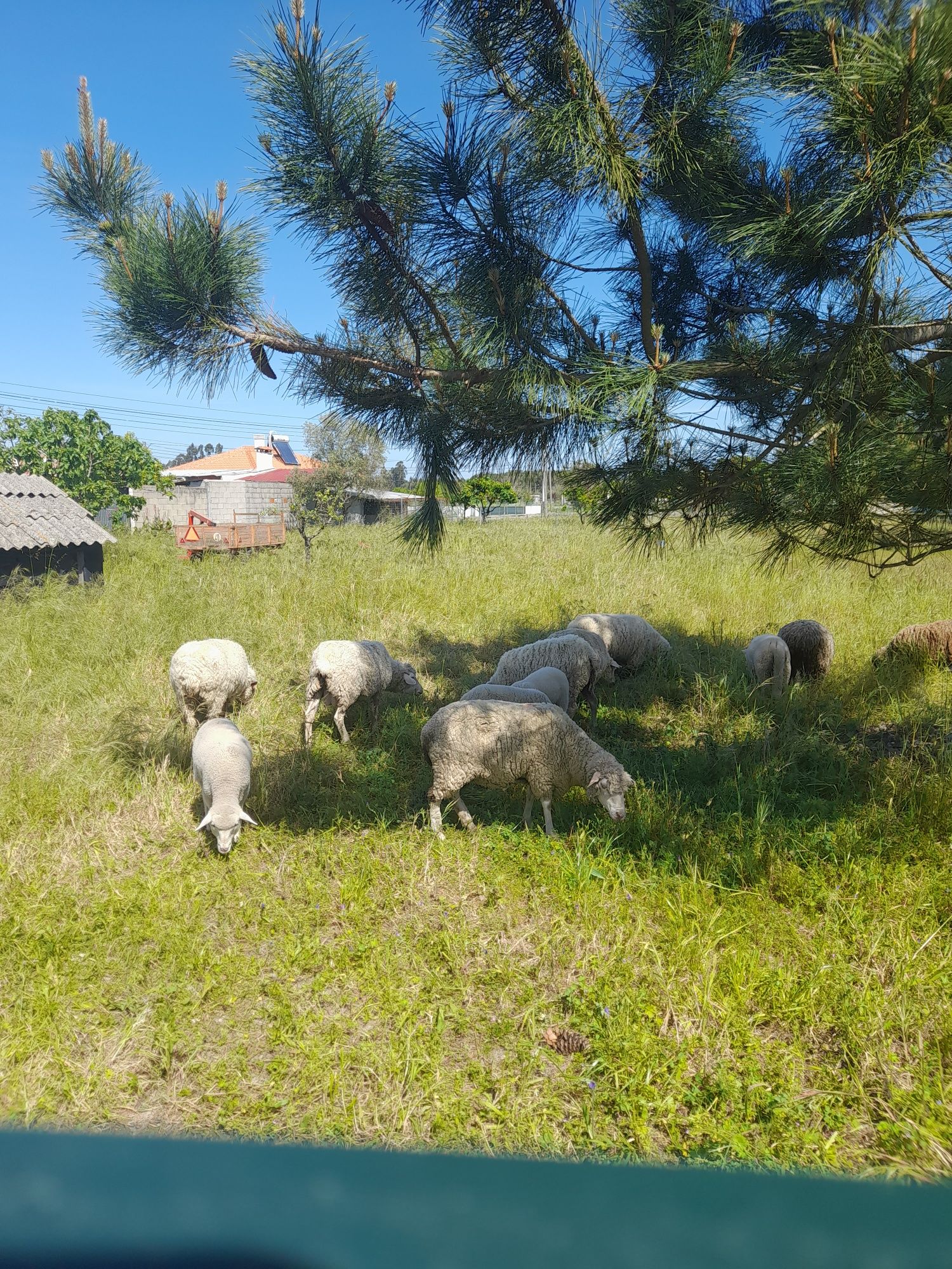 Ovelhas e borregos
