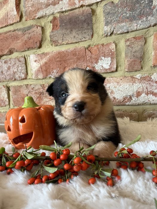 Owczarek australijski FCI - suczka NBT