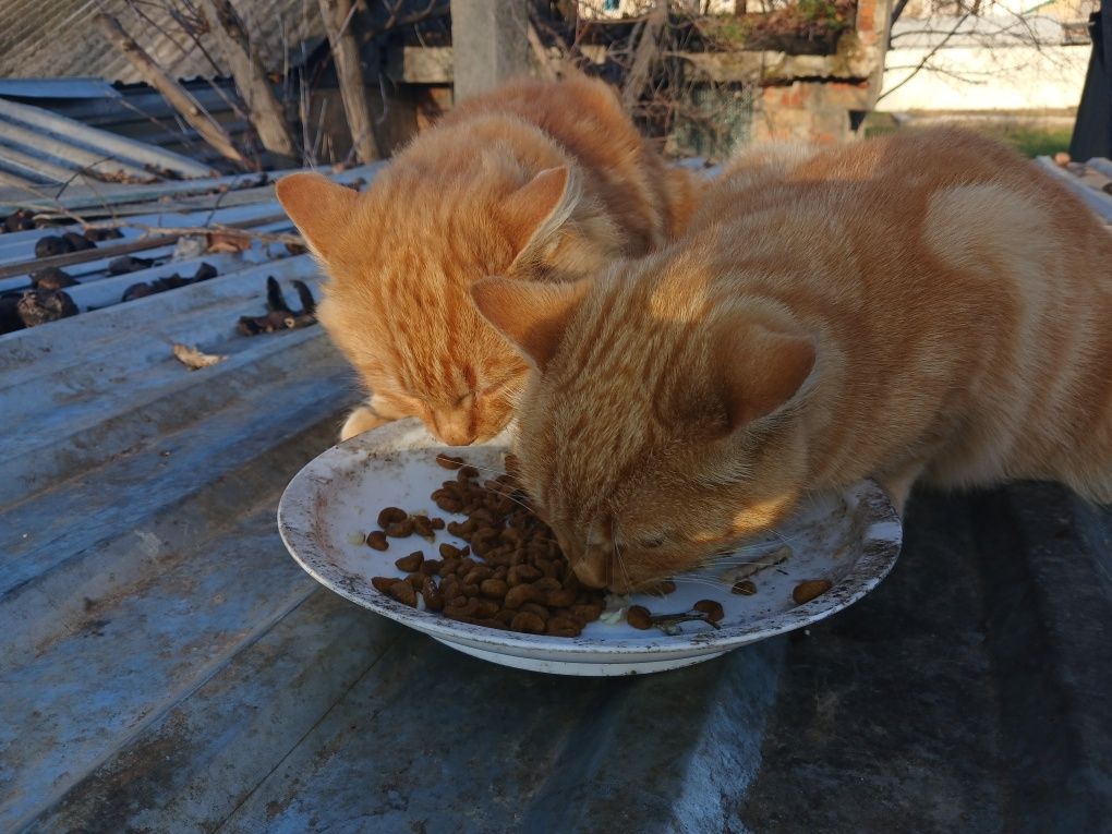 Кошенята шукають родину
