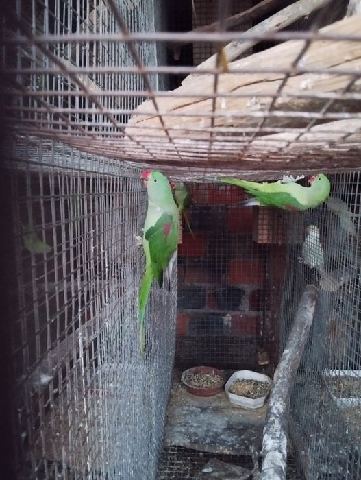 Alexandrino fêmea de 2021