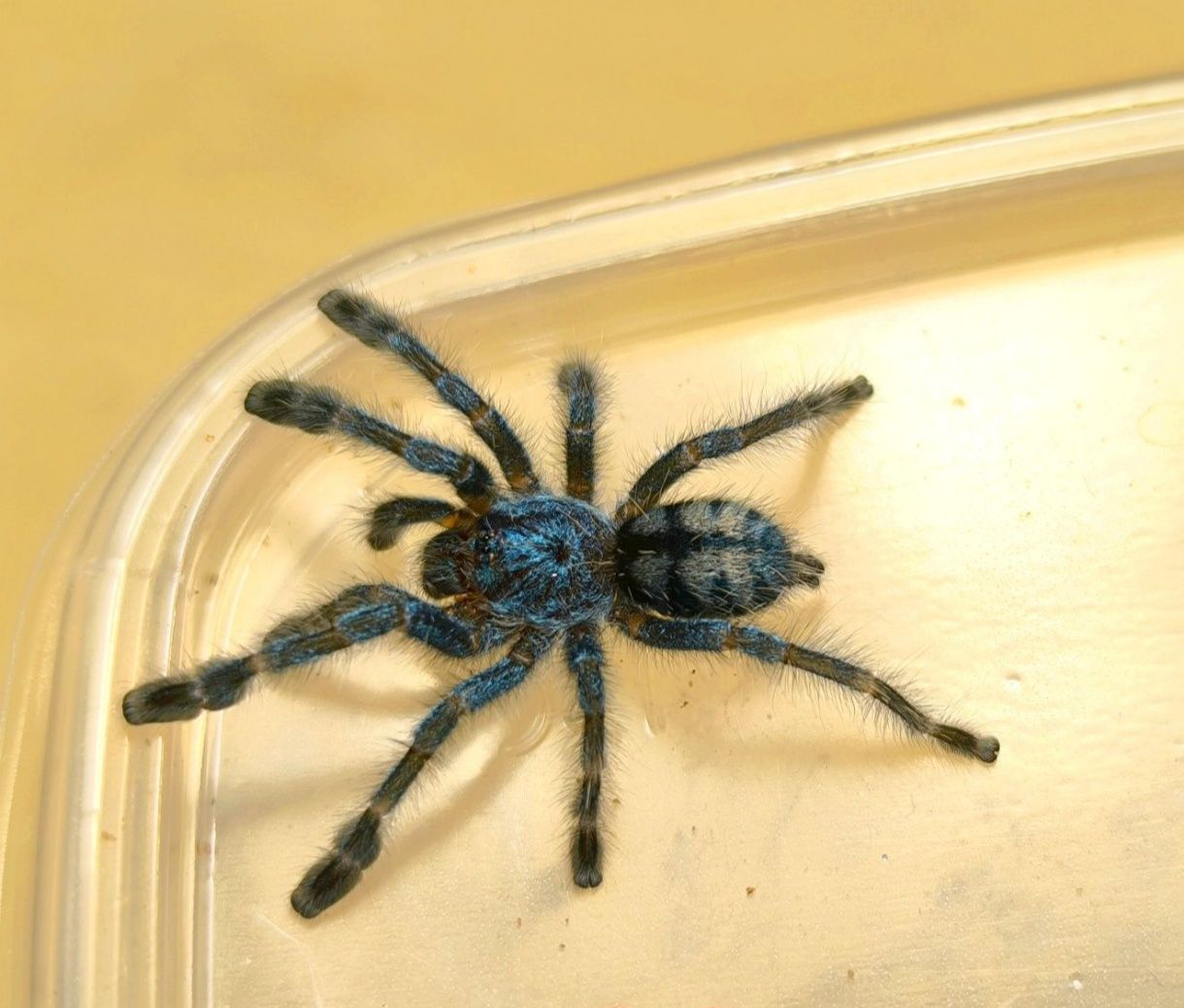 Ptasznik wielobarwny Caribena versicolor L3/L4