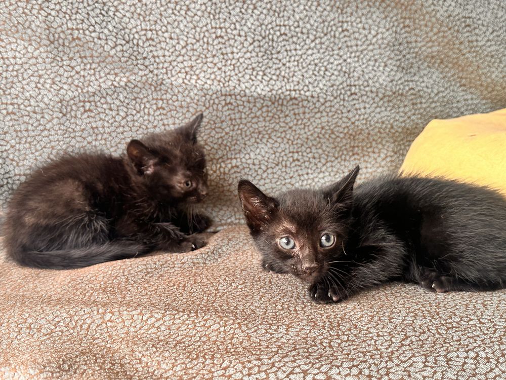 Gatinhos trigemeos a procura de casa .