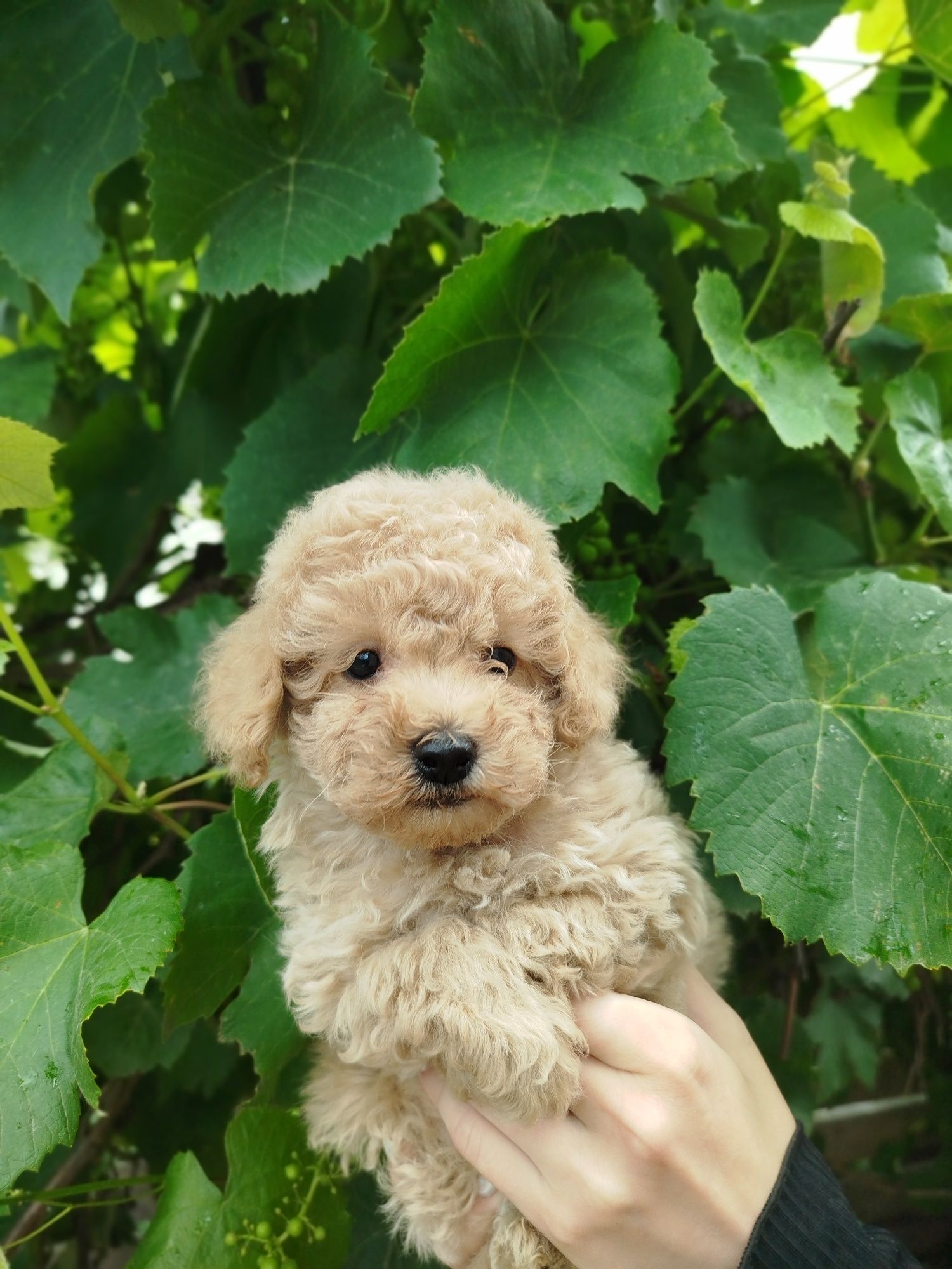 Хлопчик тікапчик