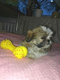 Szczenięta Shihtzu