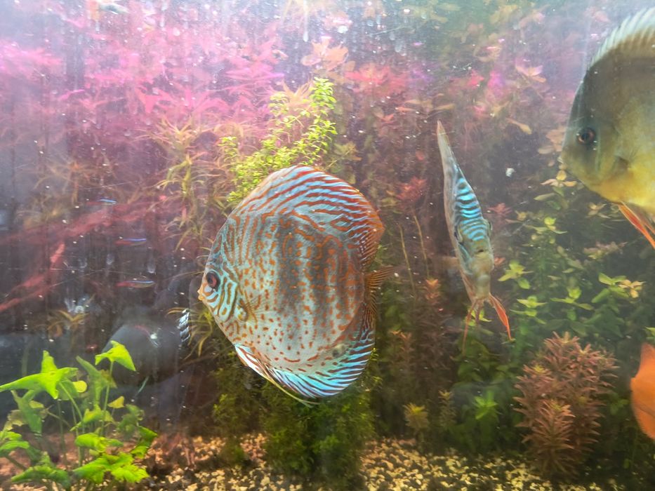 Sprzedam paletkę leopard