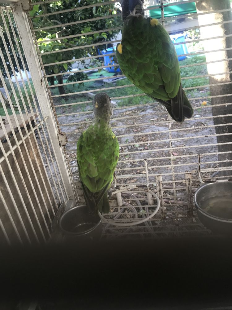 Aves para ceder papagaio senegal