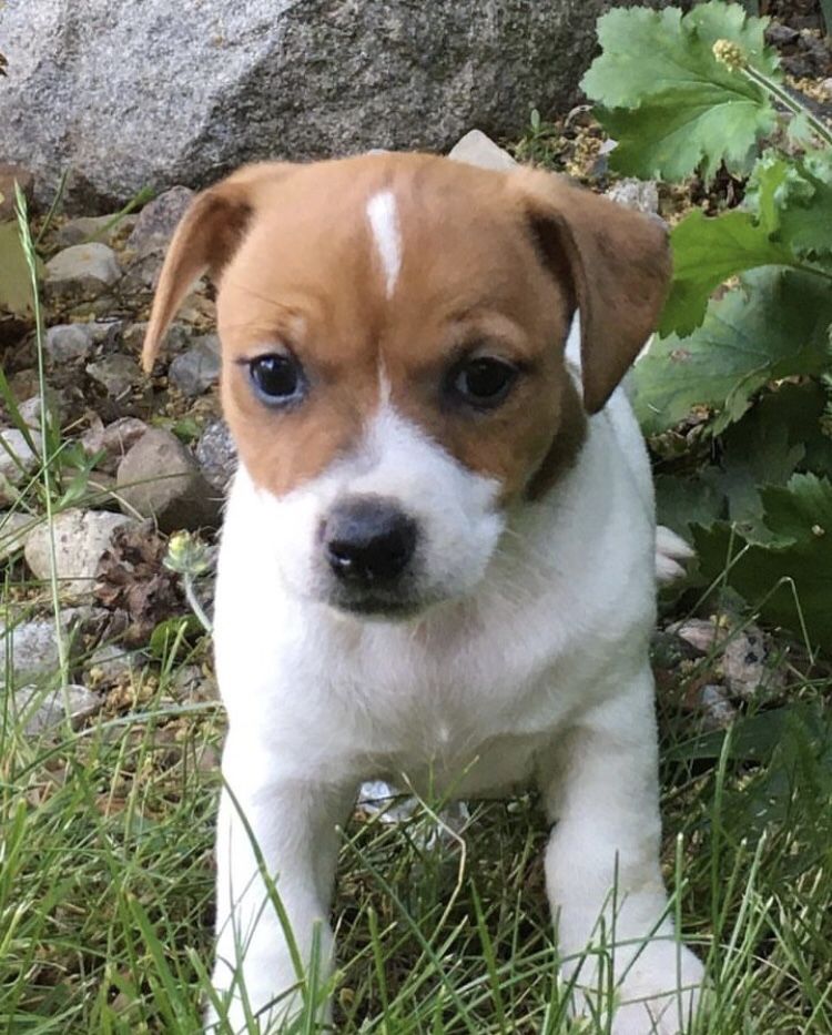 Reproduktor Jack Russell Terrier