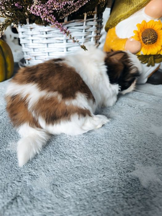 Piękna suczka shih tzu rodowód 4 pokoleniowy zhpr wyprawka chip umowa