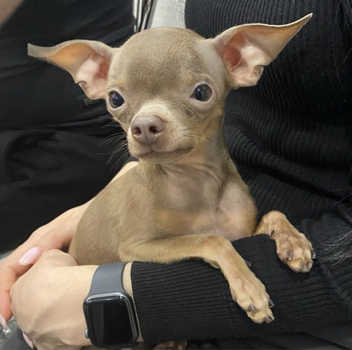 Вязка русский той терьер