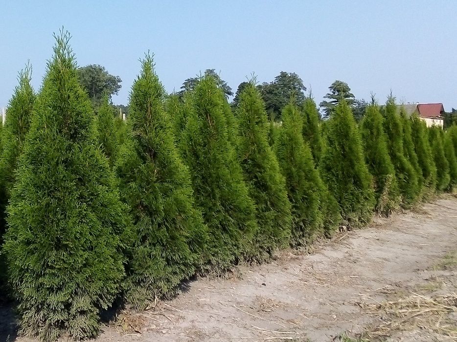 Thuja Smaragd 100,120,140,150,160 cm! Tuja Szmaragd! Tuje! Sadzimy!