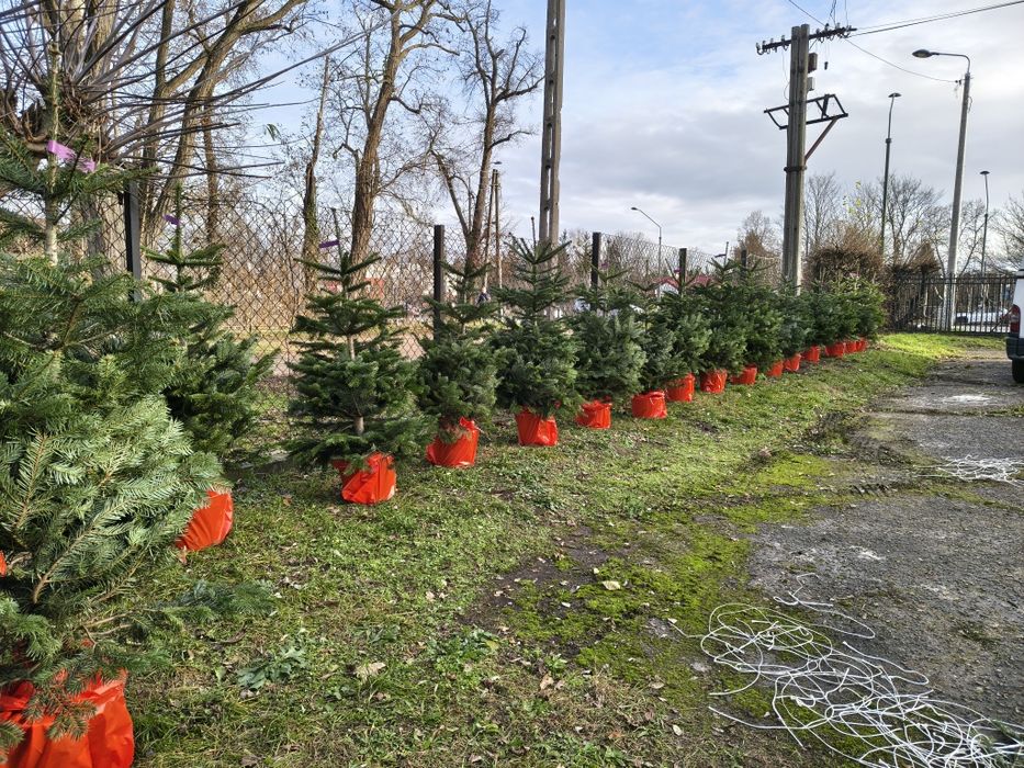 Choinki jodły w doniczce 150cm dostawa Puławska 416