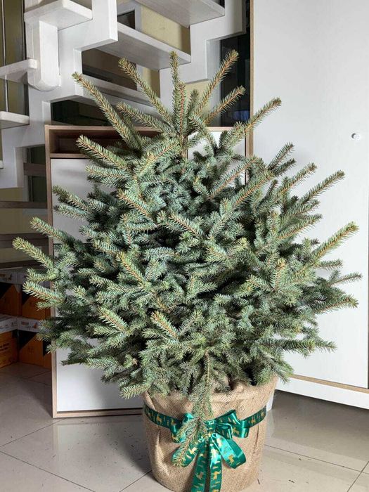 Ялина колюча блакитна Глаука, 80-120см. Ялинки в горщиках, гурт