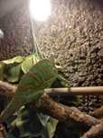 Terrarium z wyposażeniem lub kameleon