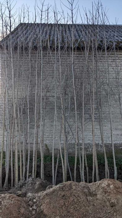 Sadzonki klon pospolity, jawor, jesionolistny, zwyczajny