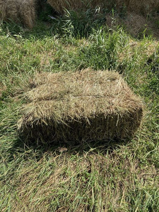 Продам СІНО В ТЮКАХ лугове