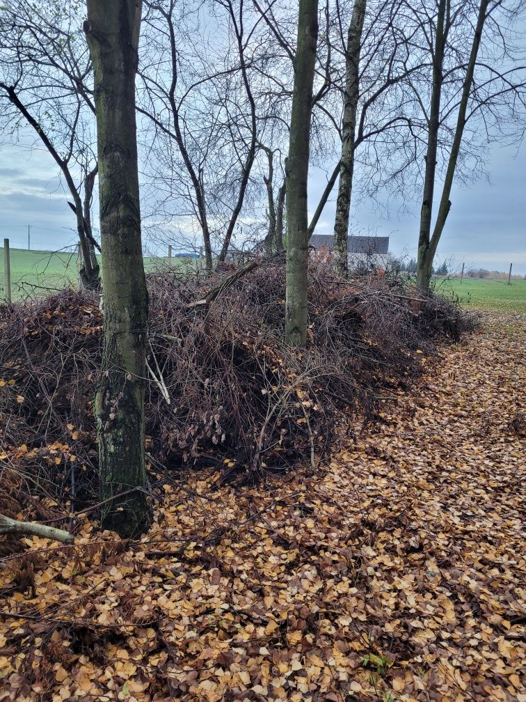 Gałęzie duża ilość