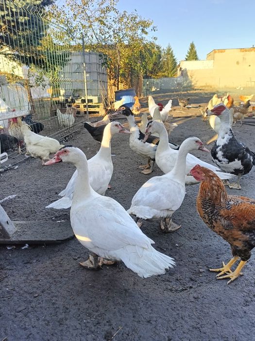 Kaczki francuskie na