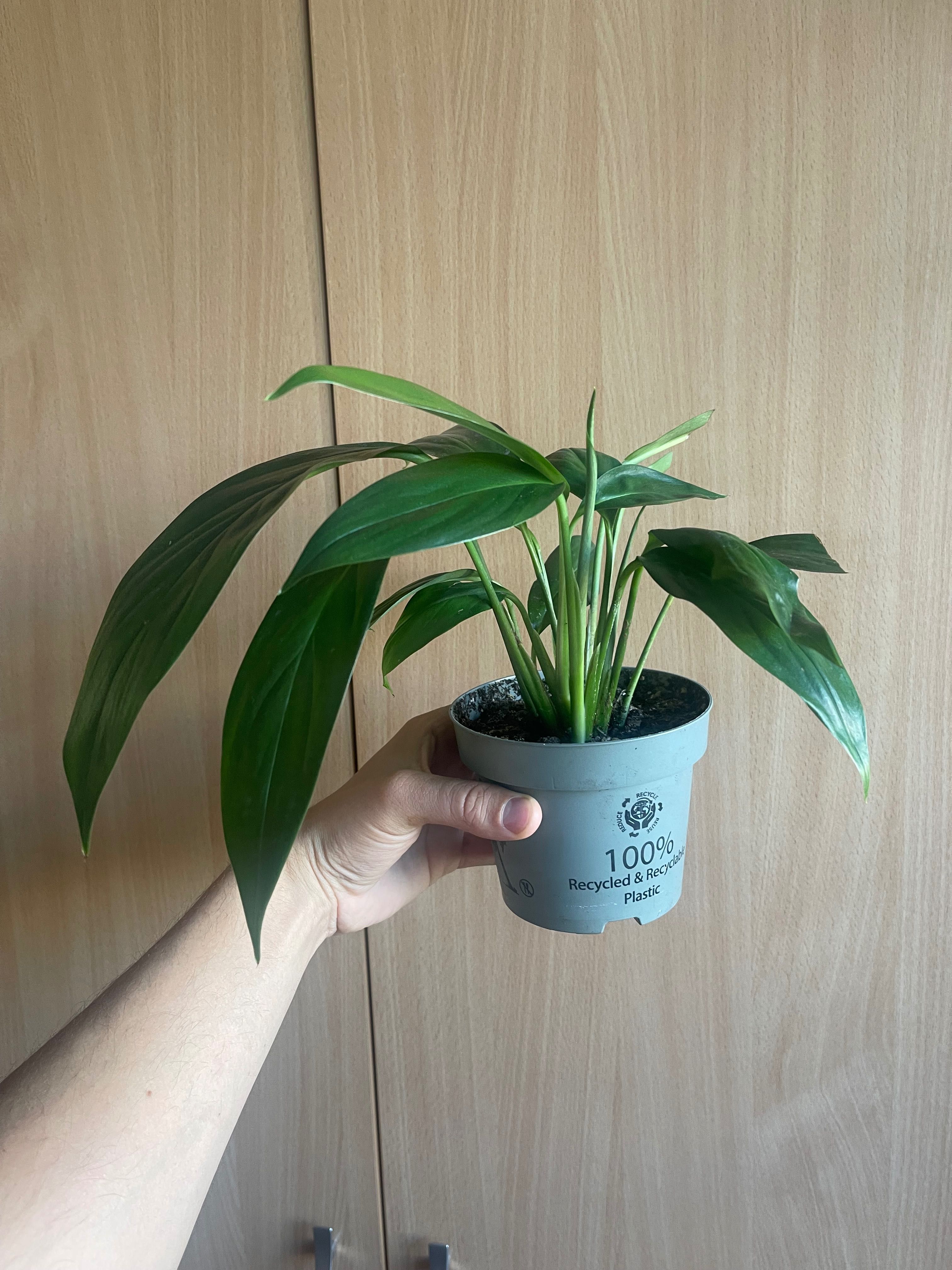 Epipremnum amplissimum