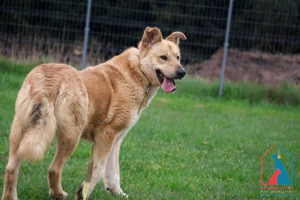 Piesek Toro szuka domu