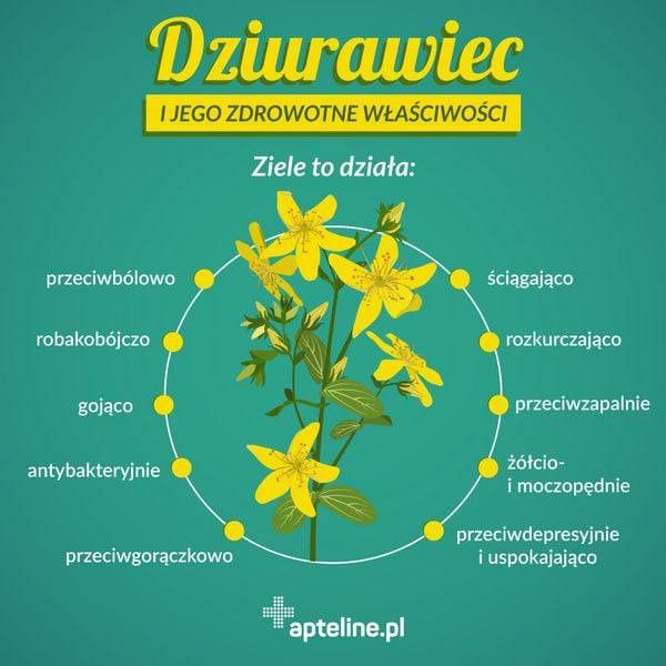 Dziurawiec suszony