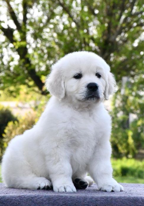 Цуценята Золотистого ретривера