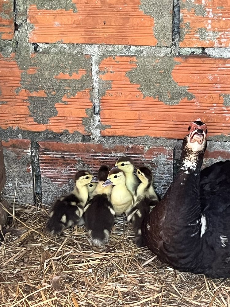 Patos mudos bebes