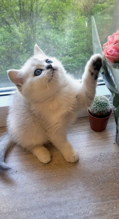 Кошенята срібної та золотой шиншили