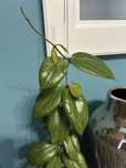 Hoya Fitchii cięta
