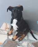 Cão bebé para adoção responsável