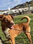 Cão de 2/3 anos para adoção- passou a vida acorrentado