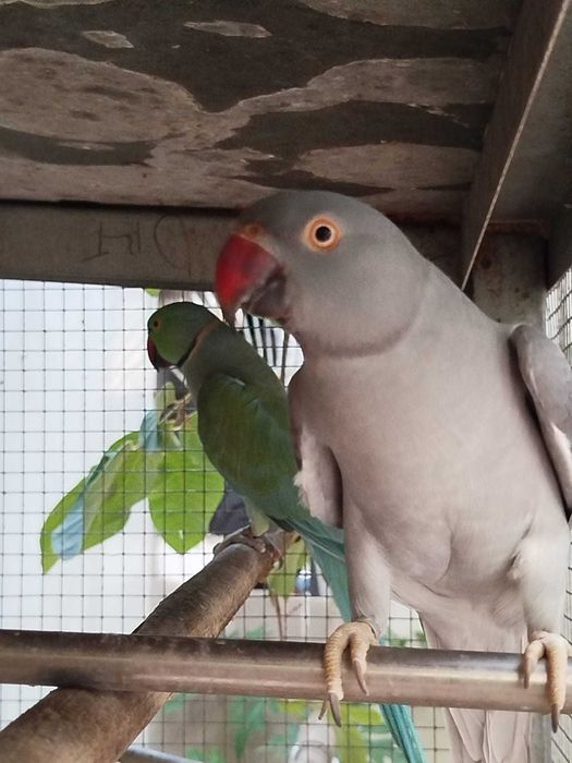 Lote de ring neck e loris